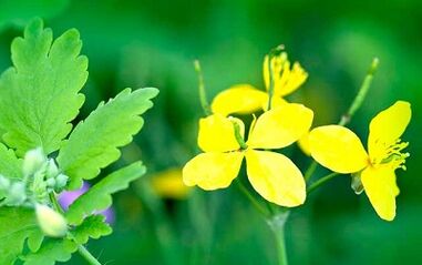 Použití Celandine k odstranění bradavic