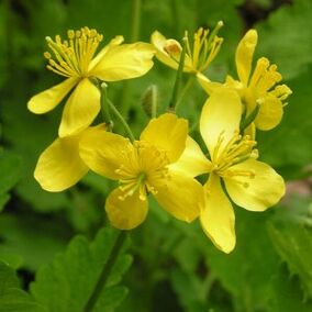 celandine proti papilomům
