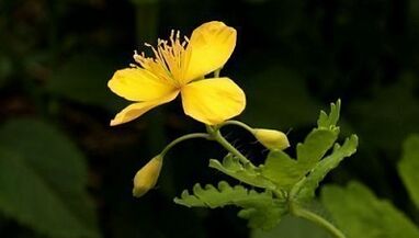 Odstraňování bradavic s Celandine